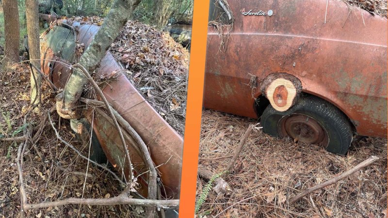 America’s Last AMC Dealer Is Literally Cutting Cars Out of Trees