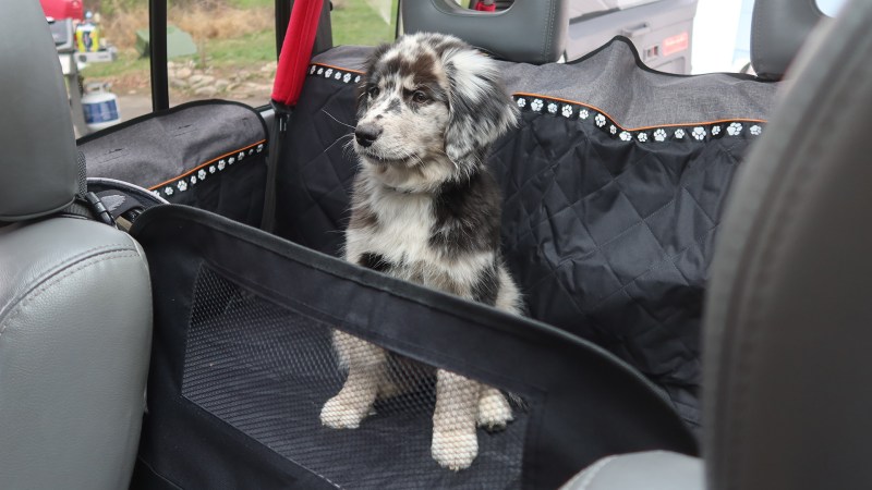 This $40 Pet Seat Cover From Walmart Works Well Enough Without Getting in Your Way