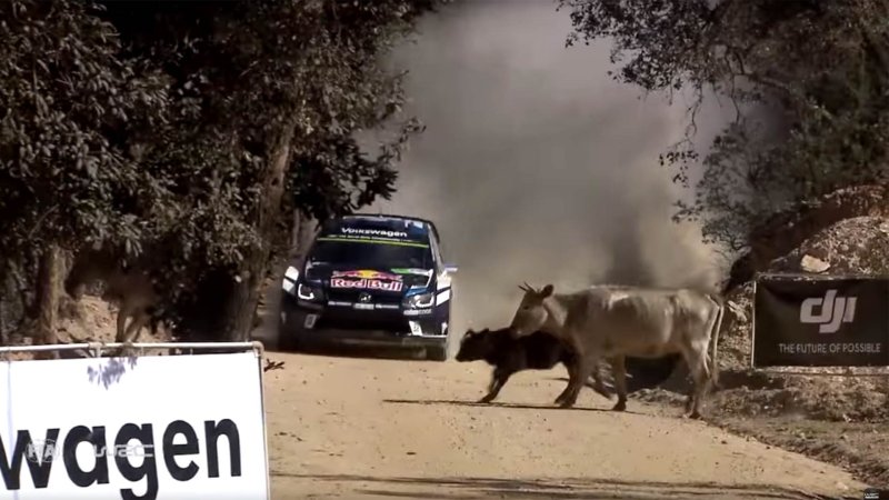 Rally Champion Meets Family of Cows During Race