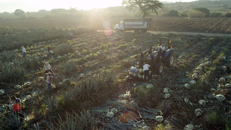 Ford and Jose Cuervo Want to Make Car Parts from Tequila Leftovers