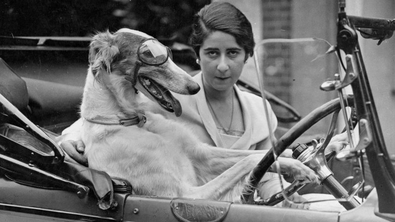 Please, Catch This Borzoi in Driving Goggles