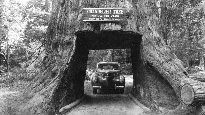 So You Want to Drive Through a Tree?