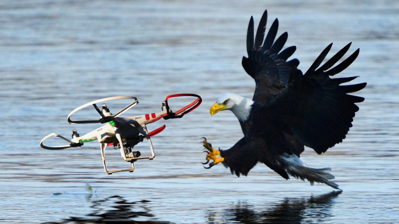 Dutch Police Are Training Eagles to Murder Illegal Drones